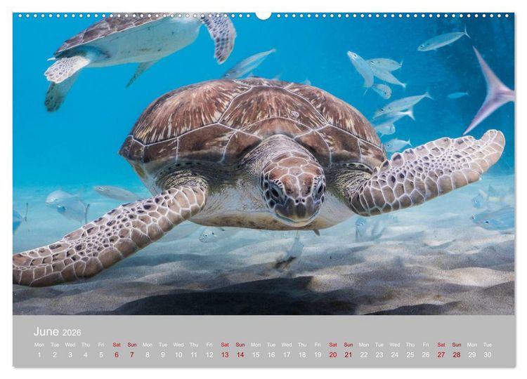 Produktbild: Caribbean Sea Turtles (High Quality Premium Wall Calendar 2026 DIN A2 landscape),CALVENDO 12 Month Wall Calendar