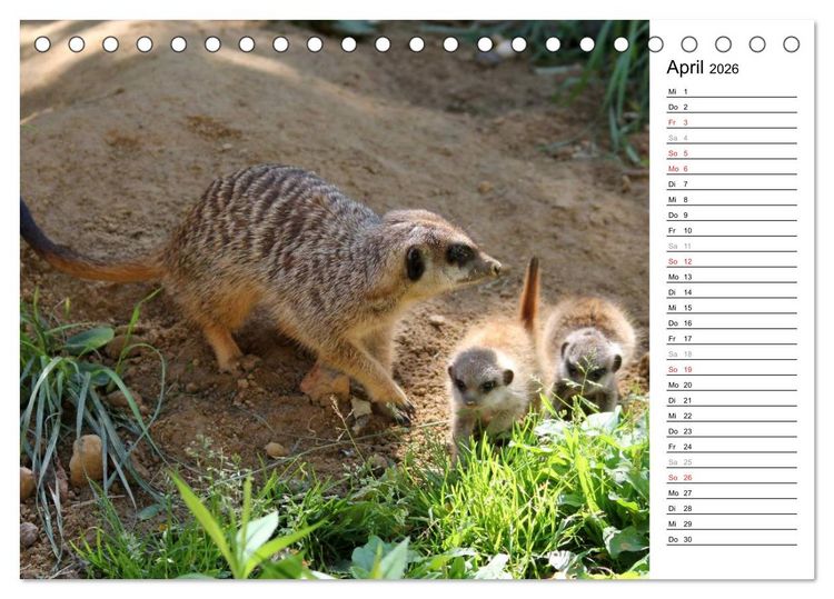 Produktbild: Erdm&auml;nnchen - Die Kobolde im Tierreich (Tischkalender 2026 DIN A5 quer), CALVENDO Monatskalender