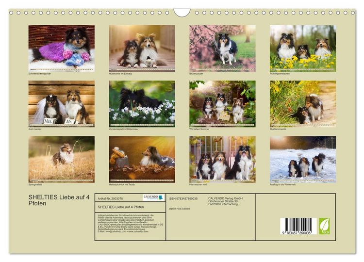 Produktbild: SHELTIES Liebe auf 4 Pfoten (Wandkalender 2026 DIN A3 quer), CALVENDO Monatskalender