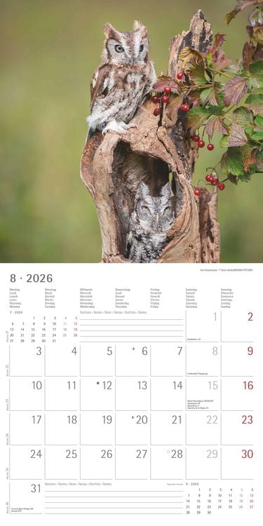 Produktbild: Alpha Edition - Eulen 2026 Broschürenkalender, 30x30cm, Wandkalender mit Platz für Notizen und Termine, beeindruckende Eulen-Motive, Monatsübersicht u