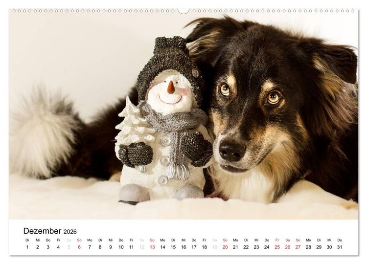 Produktbild: Australian Shepherd - Traum auf vier Pfoten (Wandkalender 2026 DIN A2 quer), CALVENDO Monatskalender