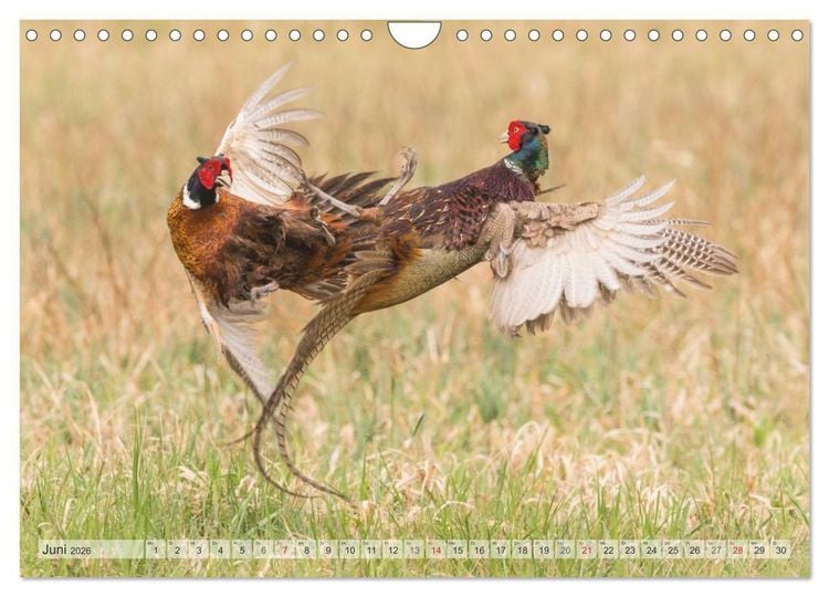 Produktbild: Emotionale Momente: Der Jagdfasan. (Wandkalender 2026 DIN A4 quer), CALVENDO Monatskalender