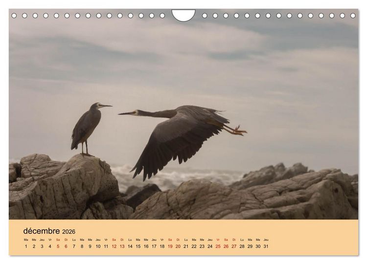 Produktbild: Oiseaux de Nouvelle-Z&eacute;lande (Calendrier mural 2026 DIN A4 vertical), CALVENDO calendrier mensuel
