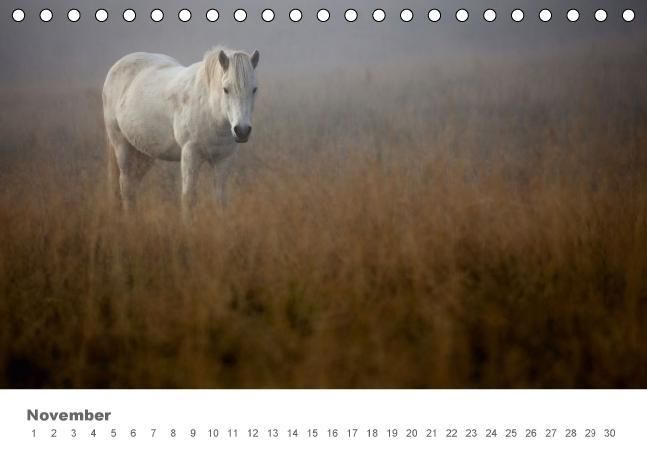 Produktbild: Islandpferde: Gef&auml;hrten der Wikinger (Tischkalender immerw&auml;hrend DIN A5 quer)