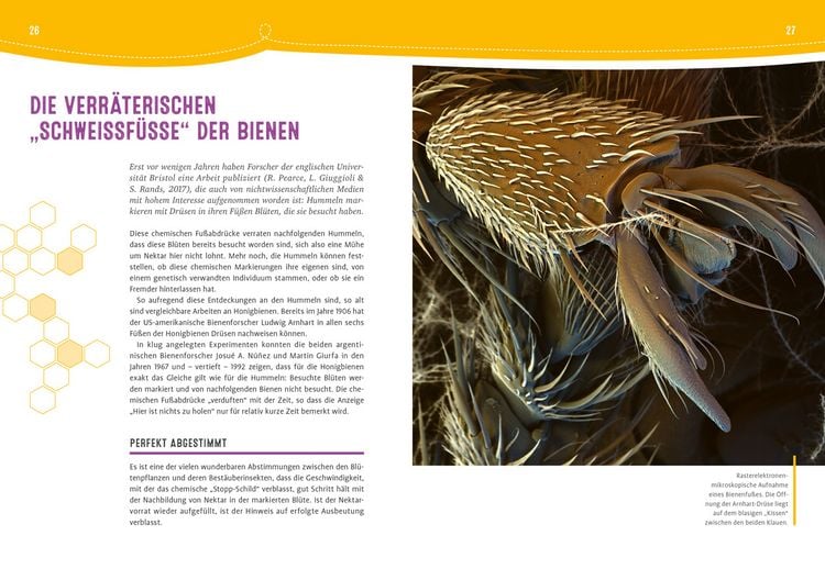 Produktbild: Auch Bienen haben Schwei&szlig;f&uuml;&szlig;e