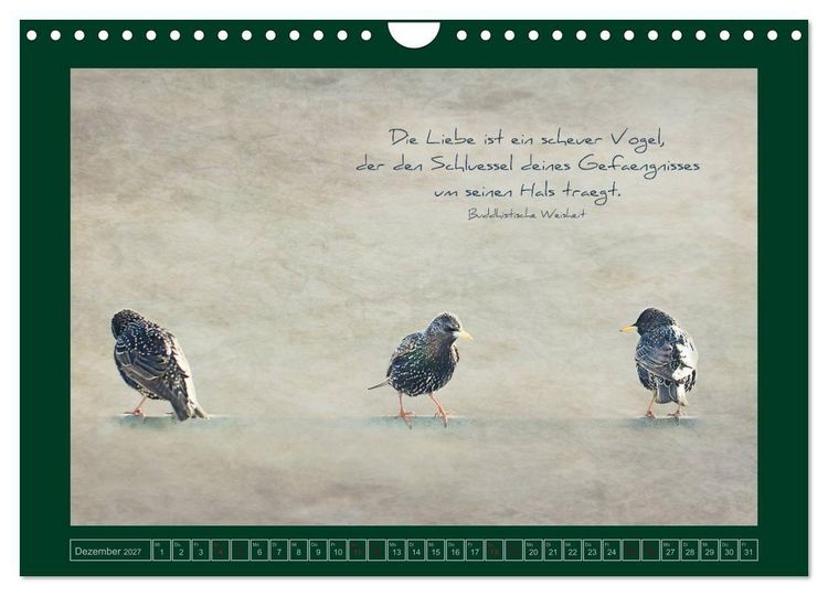 Produktbild: Stare und Weisheiten (Wandkalender 2027 DIN A4 quer), CALVENDO Monatskalender
