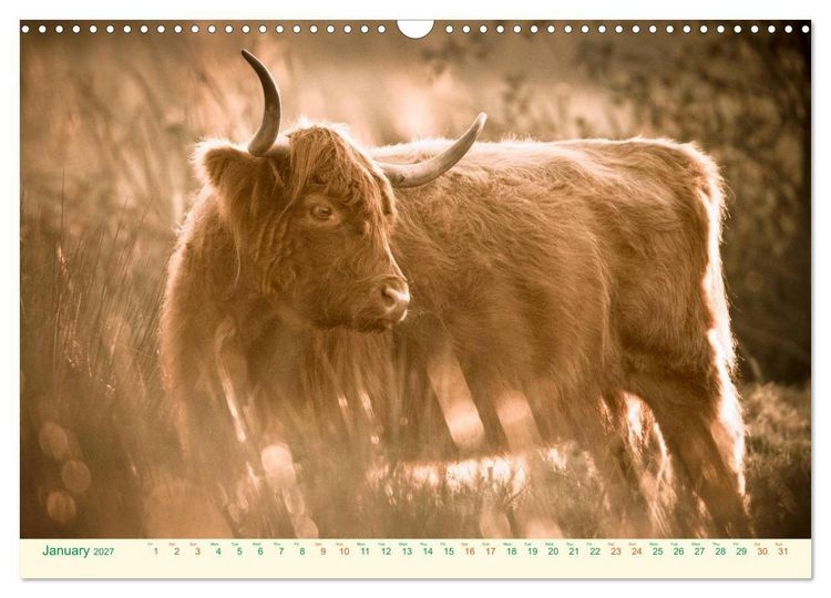 Produktbild: The Hairy Cow Calendar (Wall Calendar 2027 DIN A3 landscape), CALVENDO 12 Month Wall Calendar