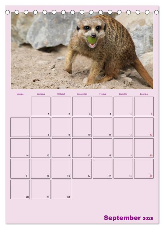 Produktbild: Erdm&auml;nnchen / Terminplaner (Tischkalender 2026 DIN A5 hoch), CALVENDO Monatskalender