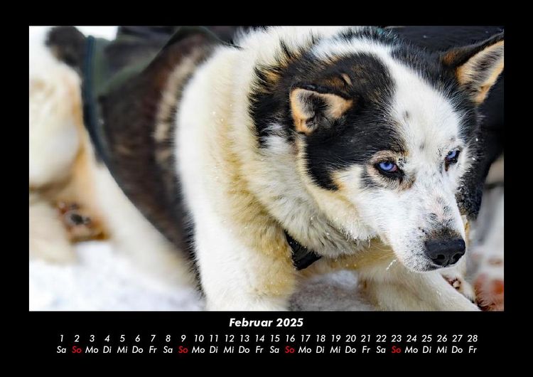 Produktbild: Hundezauber 2025 Fotokalender DIN A3