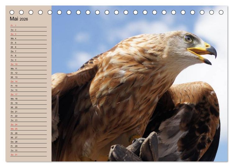 Produktbild: Der Steinadler. Majest&auml;tischer Greifvogel (Tischkalender 2026 DIN A5 quer), CALVENDO Monatskalender