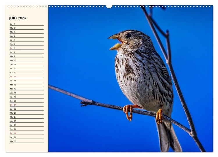 Produktbild: Notre nature sauvage, les passereaux d'Europe (Calendrier mural 2026 DIN A2 vertical), CALVENDO calendrier mensuel