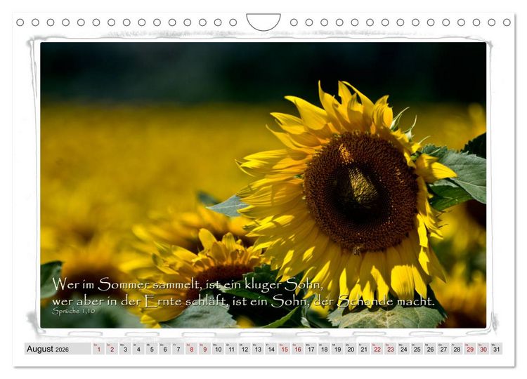 Produktbild: Biblische Spr&uuml;che und Verse (Wandkalender 2026 DIN A4 quer), CALVENDO Monatskalender
