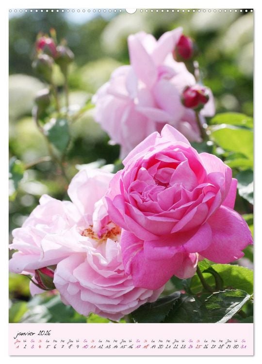 Produktbild: Une f&ecirc;te des roses (Calendrier mural 2026 DIN A2 horizontal) calendrier de bureau