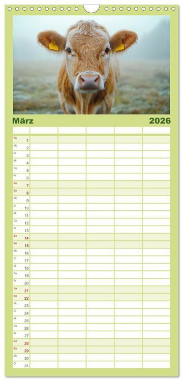Produktbild: Familienplaner 2026 - K&Uuml;HE AUF DER ALM &ndash; Der Kalender aus Bayern mit 5 Spalten (Wandkalender, 21 x 45 cm) CALVENDO