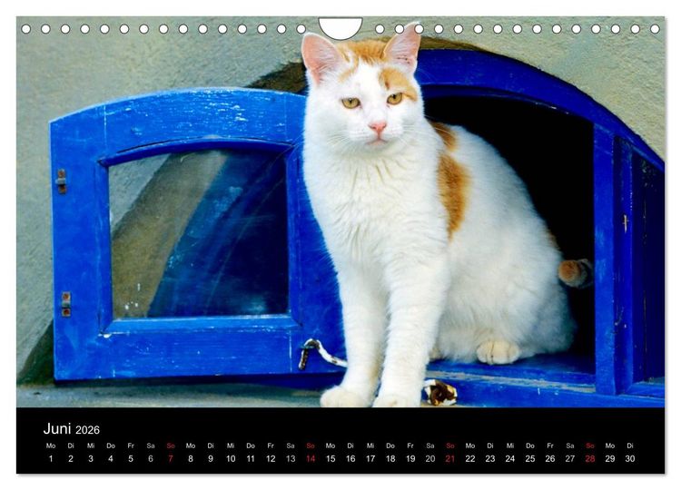 Produktbild: Katzen (Wandkalender 2026 DIN A4 quer), CALVENDO Monatskalender