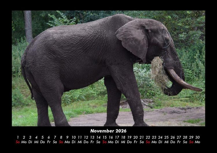 Produktbild: Tierkalender 2026 Fotokalender DIN A3