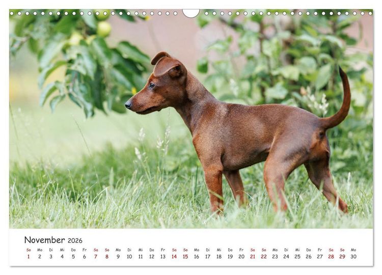 Produktbild: Zwergpinscher Sally&lsquo;s erstes Jahr (Wandkalender 2026 DIN A3 quer), CALVENDO Monatskalender
