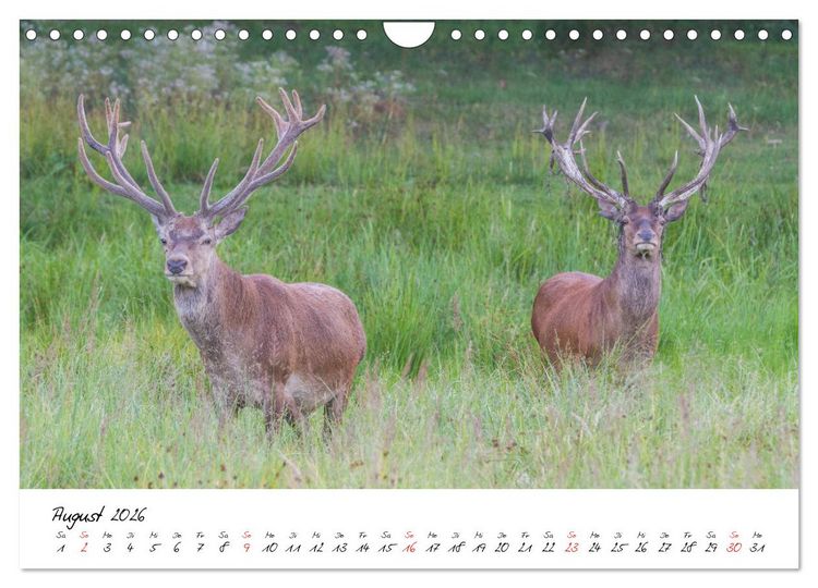 Produktbild: Rotwild - im Naturparadies der Mecklenburgischen Seenplatte (Wandkalender 2026 DIN A4 quer), CALVENDO Monatskalender