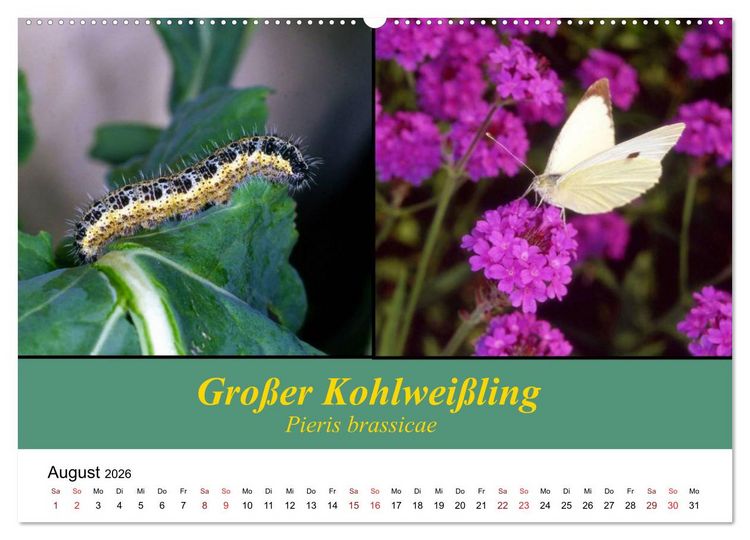 Produktbild: Zwei Leben, Raupe und Schmetterling (Wandkalender 2026 DIN A2 quer), CALVENDO Monatskalender