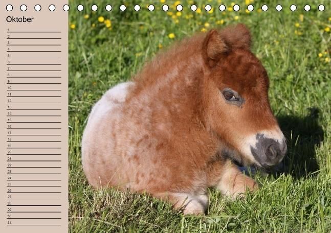 Produktbild: Der Fohlen-Geburtstagskalender (Tischkalender immerw&auml;hrend DIN A5 quer)