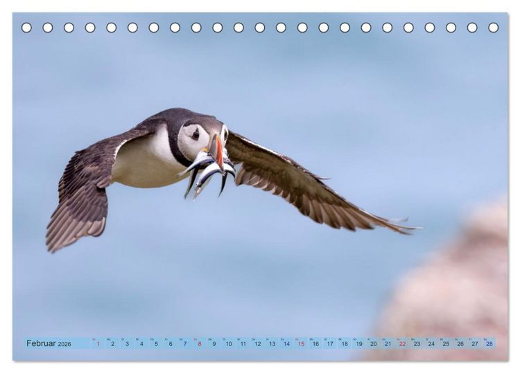 Produktbild: Papageientaucher - Farbenfrohe Flieger der Natur (Tischkalender 2026 DIN A5 quer), CALVENDO Monatskalender