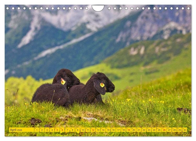 Produktbild: Wir sind die Stars auf der Alm (Wandkalender 2026 DIN A4 quer), CALVENDO Monatskalender