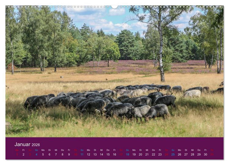 Produktbild: Die Heide bl&uuml;ht (hochwertiger Premium Wandkalender 2026 DIN A2 quer), Kunstdruck in Hochglanz