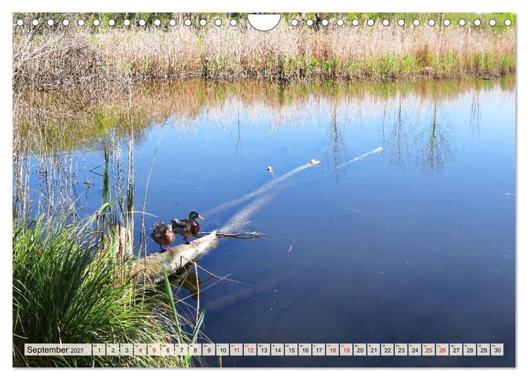 Produktbild: Ausflug nach Blankensee in Brandenburg (Wandkalender 2027 DIN A4 quer), CALVENDO Monatskalender