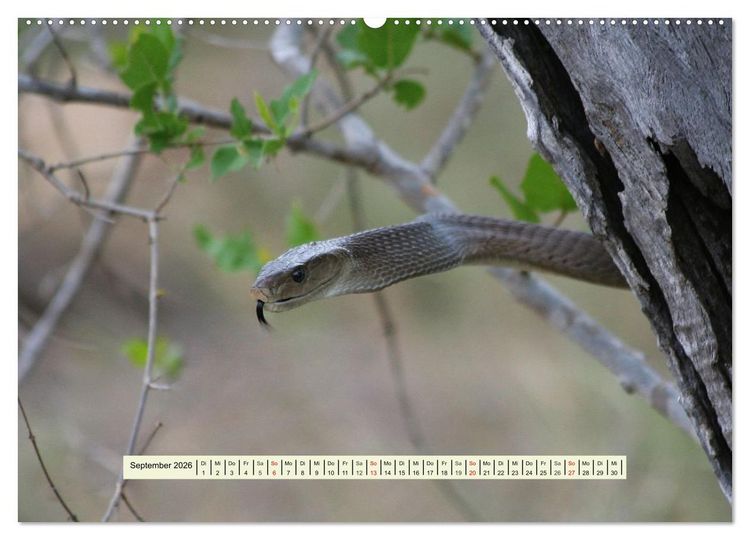 Produktbild: Reptilien des s&uuml;dlichen Afrikas (Wandkalender 2026 DIN A2 quer), CALVENDO Monatskalender