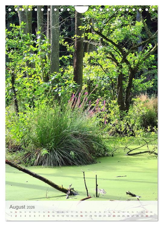 Produktbild: Im Nationalpark Jasmund - Naturwunder auf der Ostseeinsel R&uuml;gen (Wandkalender 2026 DIN A4 hoch), CALVENDO Monatskalender