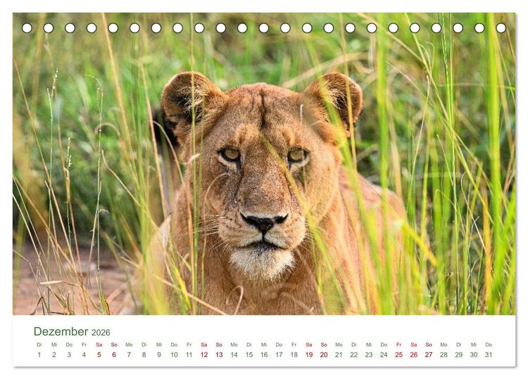 Produktbild: Tierwelten UGANDA (Tischkalender 2026 DIN A5 quer), CALVENDO Monatskalender