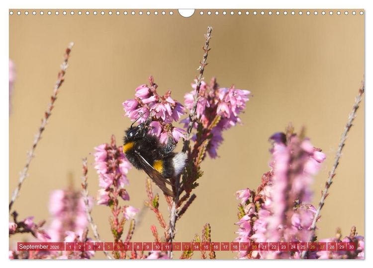 Produktbild: Naturpark Niederlausitzer Heidelandschaft - Heidebl&uuml;te (Wandkalender 2026 DIN A3 quer), CALVENDO Monatskalender