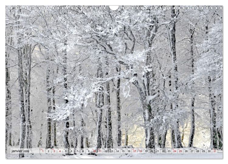 Produktbild: Au c&oelig;ur de la for&ecirc;t (Calendrier mural 2026 DIN A3 vertical), CALVENDO calendrier mensuel