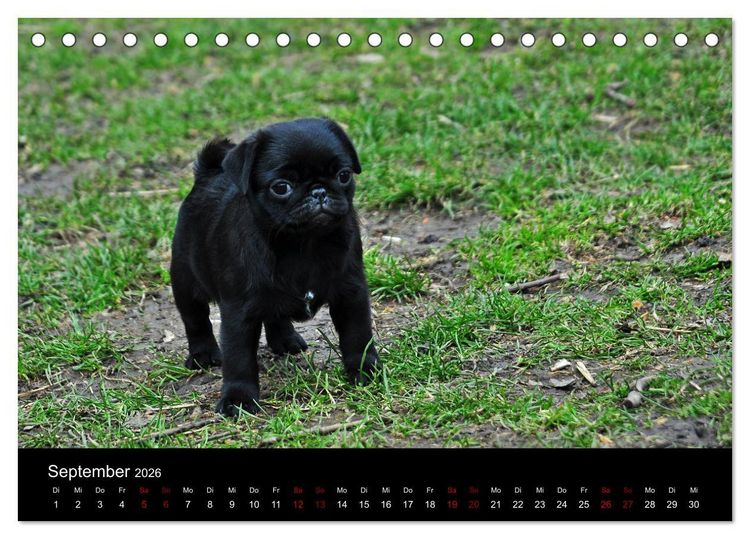 Produktbild: Alles Mops-Kalender 2026 (Tischkalender 2026 DIN A5 quer), CALVENDO Monatskalender