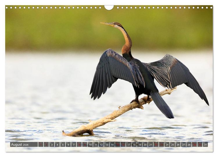 Produktbild: Auf Safari in Kenia 2026 (Wandkalender 2026 DIN A3 quer), CALVENDO Monatskalender