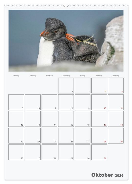 Produktbild: Alltag bei den Pinguinen auf Falkland (hochwertiger Premium Wandkalender 2026 DIN A2 hoch), Kunstdruck in Hochglanz