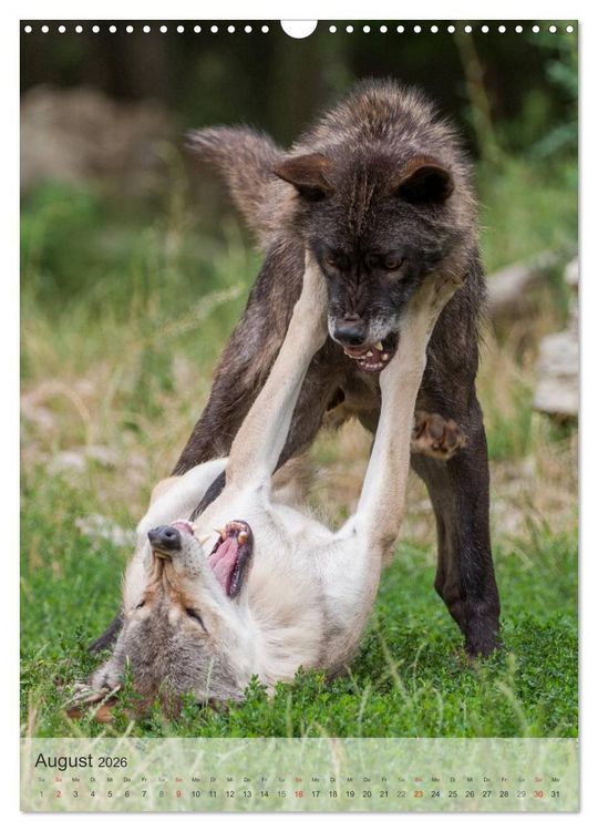 Produktbild: Emotionale Momente: Der Wolf. (Wandkalender 2026 DIN A3 hoch), CALVENDO Monatskalender