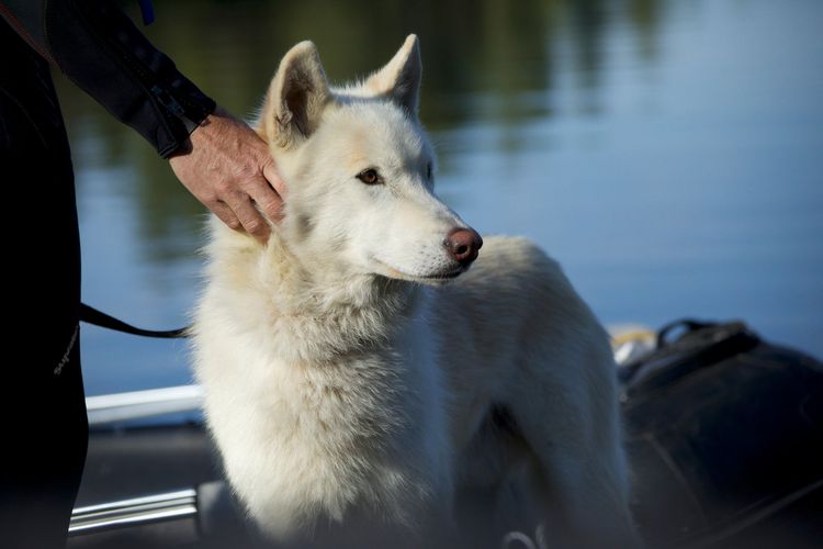 Produktbild: Der Wolf und der L&ouml;we