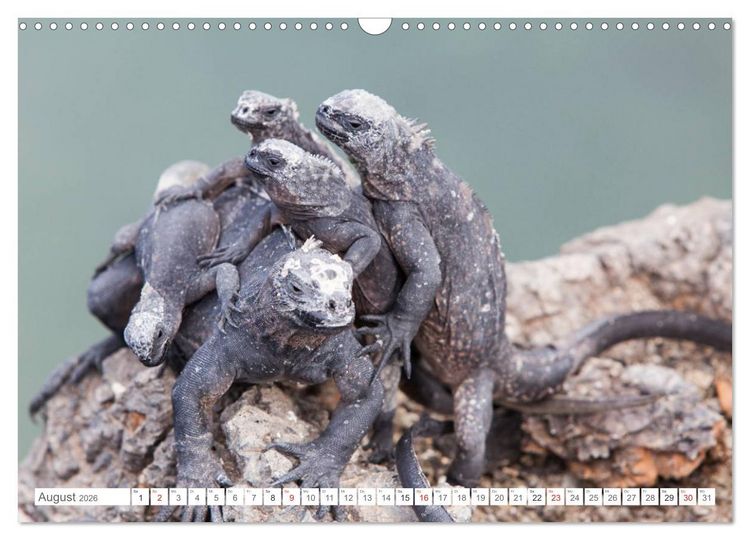 Produktbild: Galapagos. Verzauberte Inseln (Wandkalender 2026 DIN A3 quer), CALVENDO Monatskalender