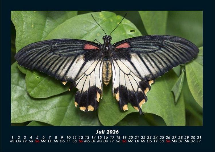 Produktbild: Bunte Pracht der Schmetterlinge 2026 Fotokalender DIN A4