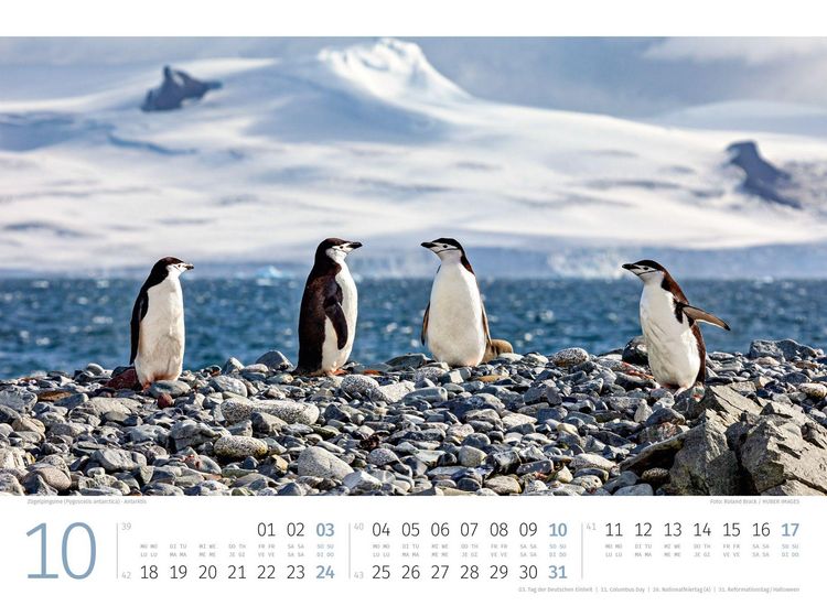 Produktbild: Pinguine Kalender 2027