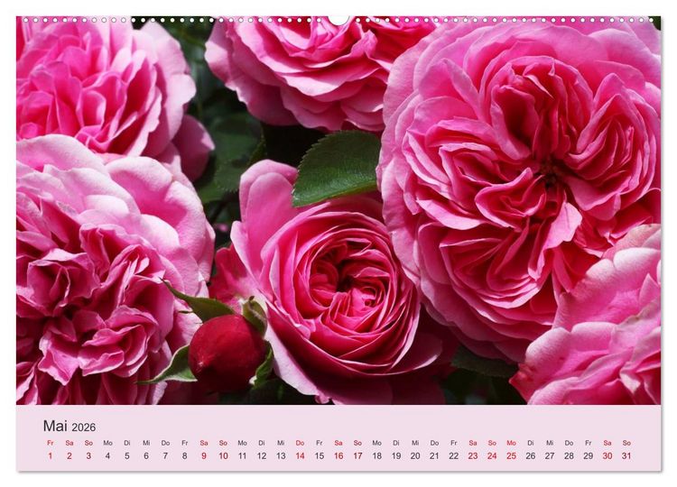 Produktbild: Rosen Reigen im Garten (Wandkalender 2026 DIN A2 quer), CALVENDO Monatskalender