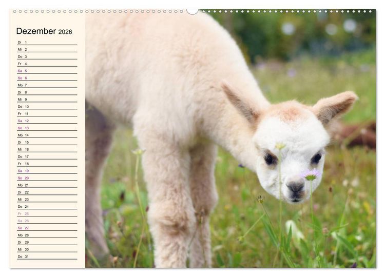 Produktbild: Alpakas im Blumenzauber (Wandkalender 2026 DIN A2 quer), CALVENDO Monatskalender