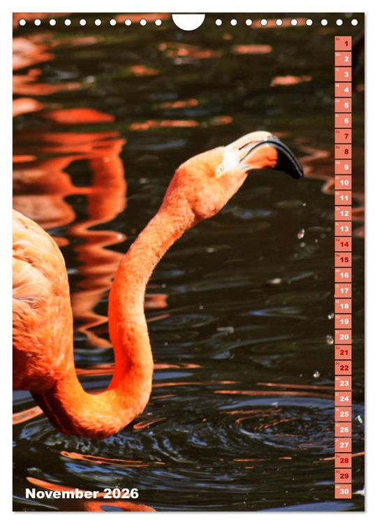 Produktbild: Rosarote Flamingo (Wandkalender 2026 DIN A4 hoch), CALVENDO Monatskalender