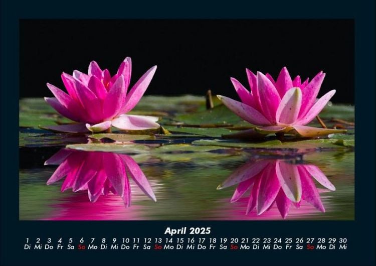 Produktbild: Rosentraum 2025 Fotokalender DIN A4