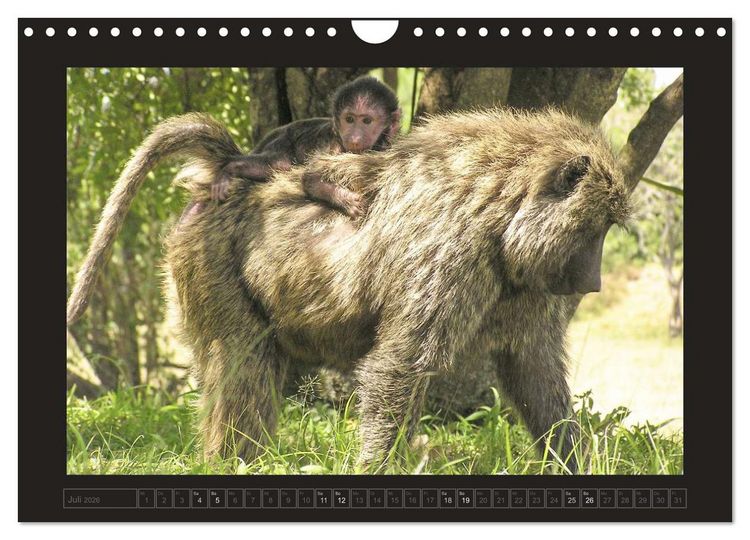 Produktbild: Kenia (Wandkalender 2026 DIN A4 quer), CALVENDO Monatskalender