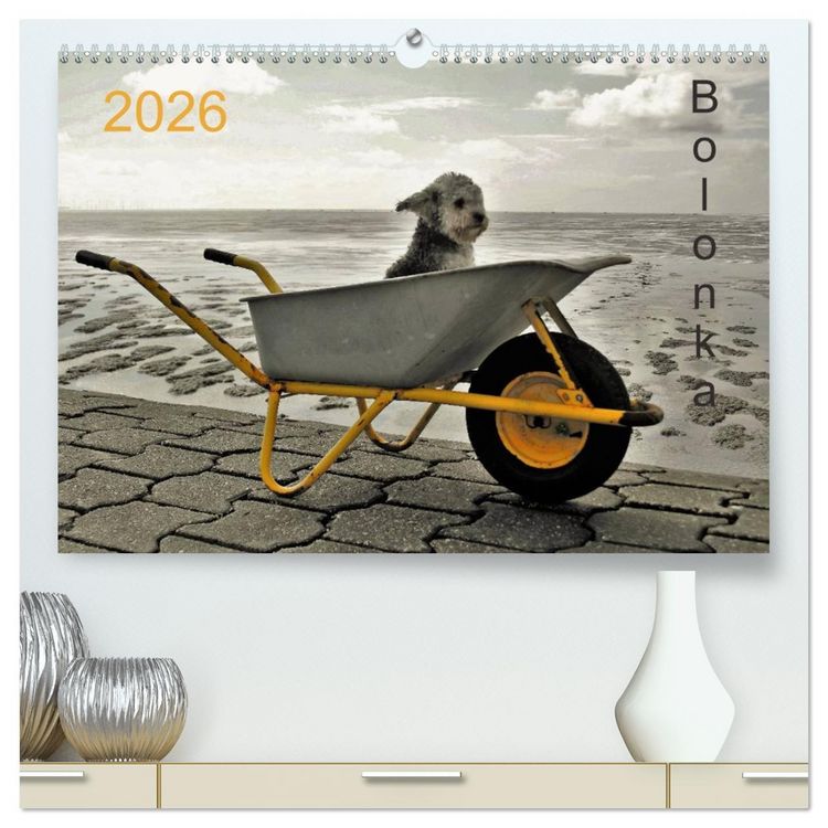 Produktbild: Bolonka 2026 (hochwertiger Premium Wandkalender 2026 DIN A2 quer), Kunstdruck in Hochglanz