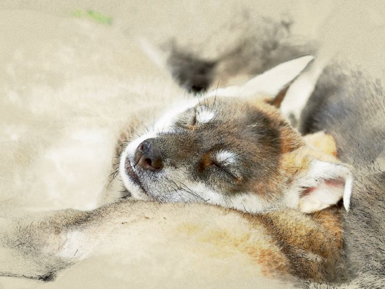 Produktbild: CALVENDO Puzzle Tamaskan | 1000 Teile Lege-Gr&ouml;&szlig;e 64x48cm Foto-Puzzle f&uuml;r gl&uuml;ckliche Stunden