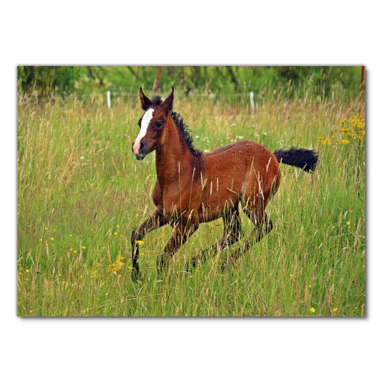 Produktbild: Lais Puzzle Thoroughbred Horse 1000 Teile