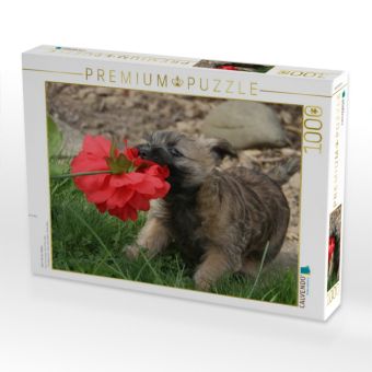 Produktbild: CALVENDO Puzzle Cairn Terrier Welpe | 1000 Teile Lege-Gr&ouml;&szlig;e 64x48cm Foto-Puzzle f&uuml;r gl&uuml;ckliche Stunden